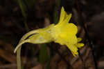 Yellow butterwort